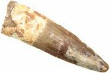 Fossil Spinosaurus Tooth - Real Dinosaur Tooth #214358-1